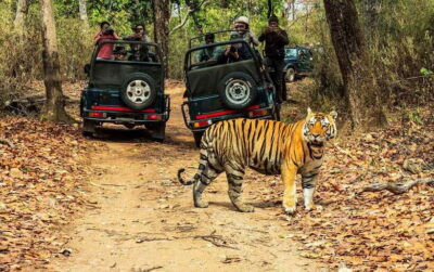2, 3, or 4-Day Chitwan Jungle Safari