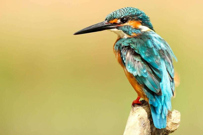From Kathmandu/Pokhara: 2, 3, or 4-Day Chitwan Jungle Safari - Who should book this Chitwan safari?