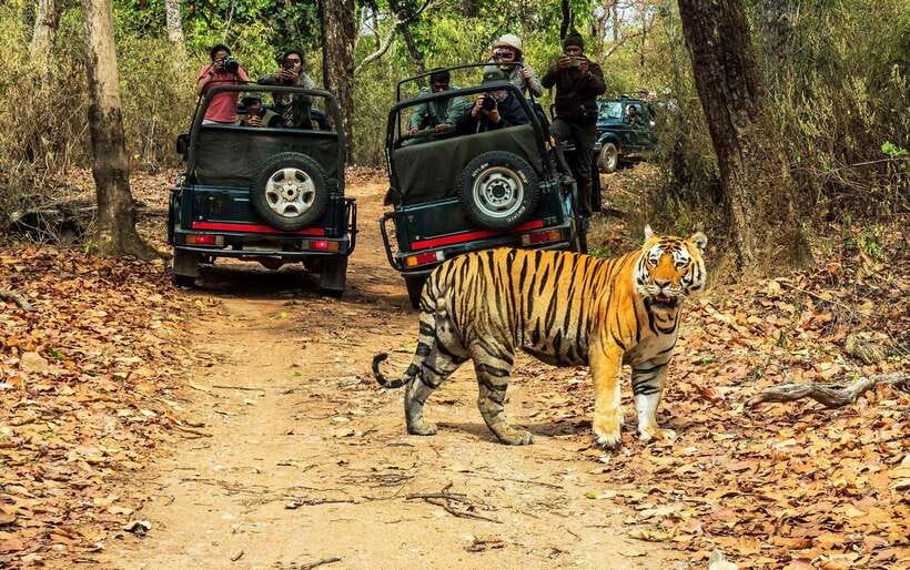 From Kathmandu/Pokhara: 2, 3, or 4-Day Chitwan Jungle Safari - Jeep safari in Chitwan National Park