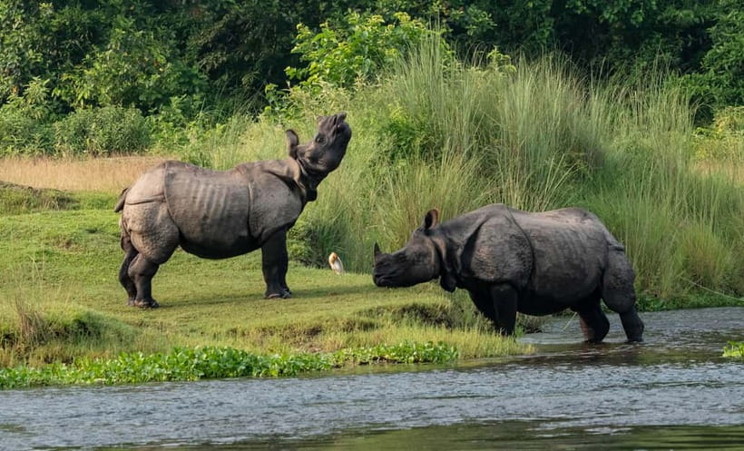 From Kathmandu/Pokhara: 3-Day Chitwan National Park Tour - Key points to know before booking