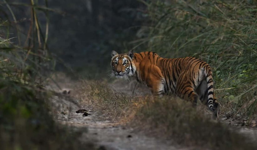 From Kathmandu/Pokhara: 3-Day Chitwan National Park Tour - The third morning and the return journey