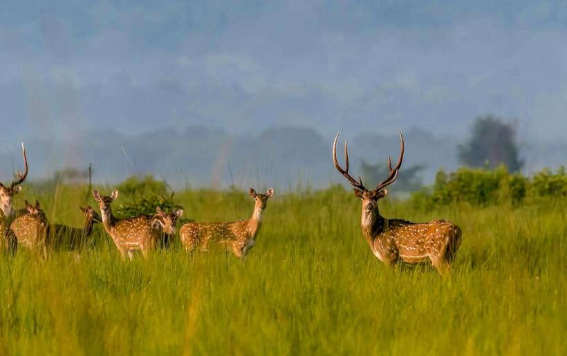 From Kathmandu/Pokhara: 3-Day Chitwan National Park Tour - Why Chitwan works as a short wildlife escape