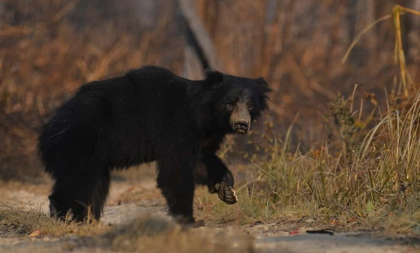 From Kathmandu/Pokhara: 3-Day Chitwan National Park Tour - Evening in Sauraha with Tharu culture