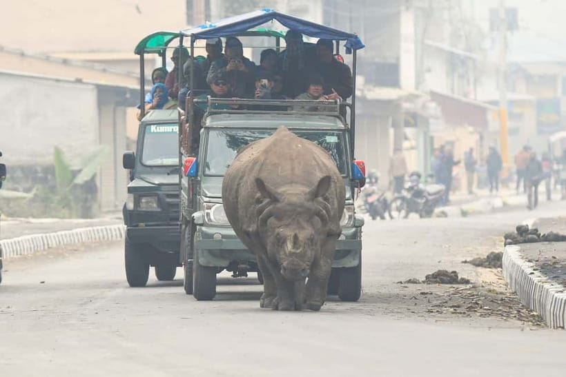 From Kathmandu/Pokhara: 3-Day Chitwan National Park Tour - A quiet canoe trip among crocodiles and birds