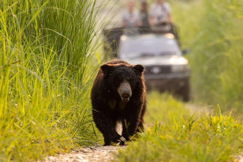 From Kathmandu/Pokhara: 3-Day Chitwan National Park Tour - Walking through the jungle after the river