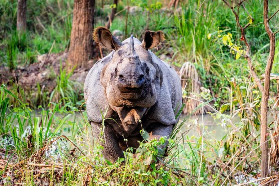 From Kathmandu/Pokhara: Private 3-Day Chitwan Safari Tour - Should you book this tour?