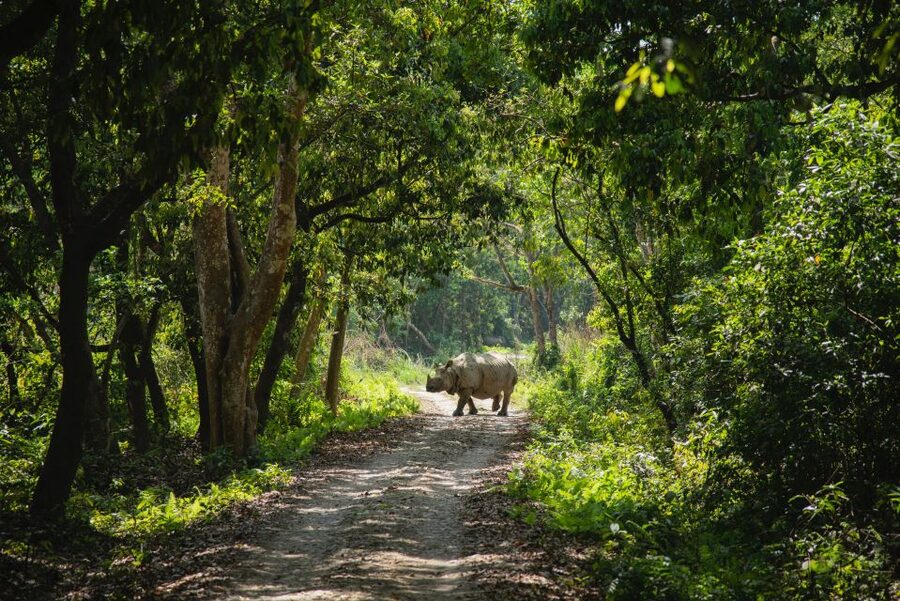 From Kathmandu/Pokhara: Private 3-Day Chitwan Safari Tour - Day 2: Jeep safari, rhinos, and the Rapti River
