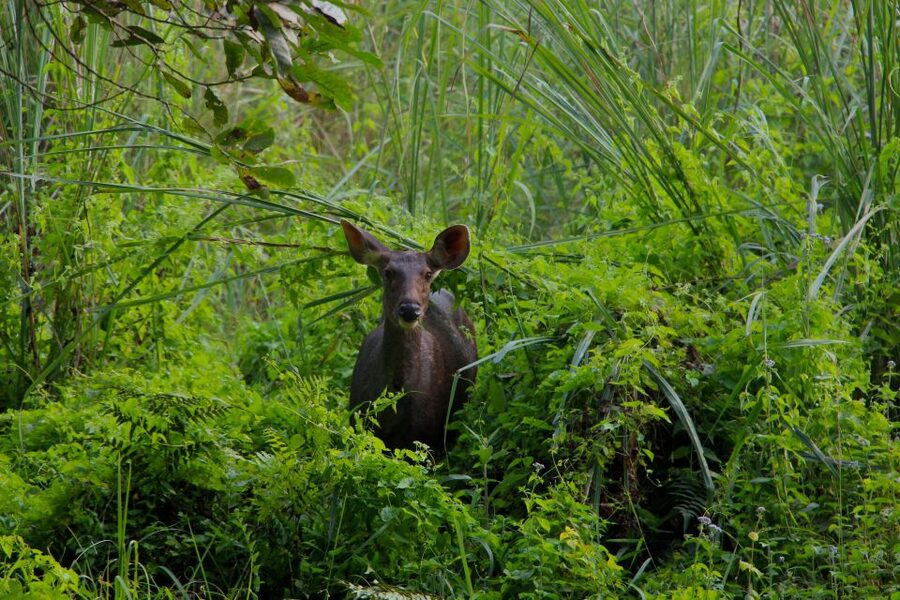 From Kathmandu/Pokhara: Private 3-Day Chitwan Safari Tour - Guides, language, and the private-group setup