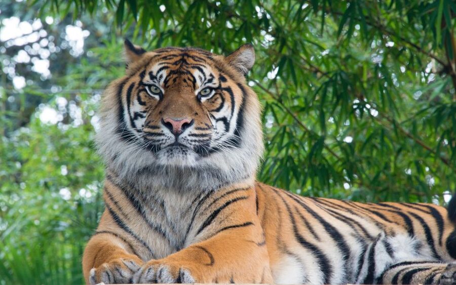 From Kathmandu/Pokhara: Private 3-Day Chitwan Safari Tour - Who should book this Chitwan safari