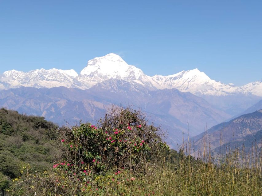 From Pokhara: 4-Day Annapurna and Poon Hill Himalayan Trek - Day one: Ulleri to Ghorepani through the forest
