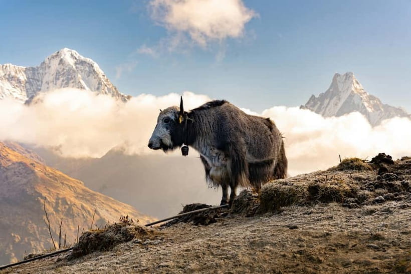 From Pokhara: 4-Day Mardi Himal Base Camp Trek - Tea houses, meals, and the real cost