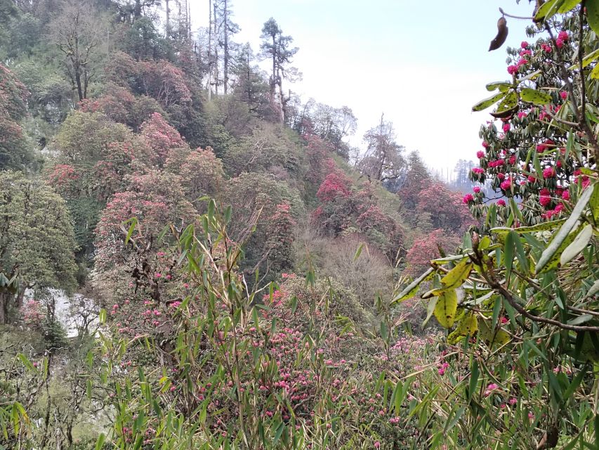 From Pokhara: Budget 2 Night 3 days Poon hill trek - Who should book this trek?