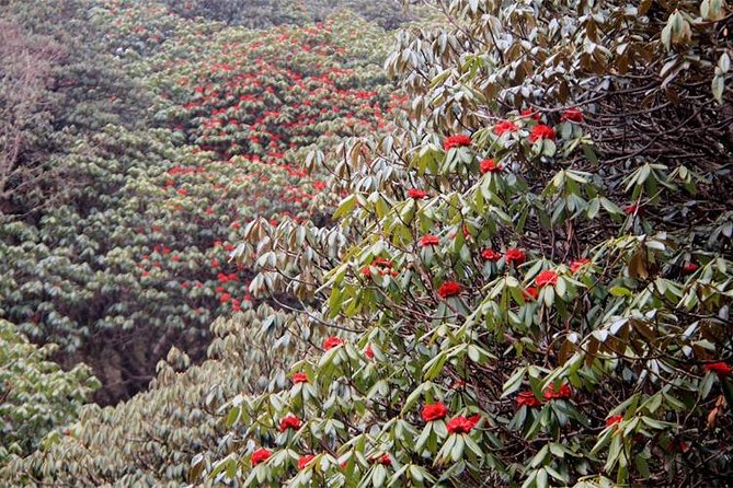 Ghorepani Poon Hill Trek - Guides, group style, and the human side of the trek