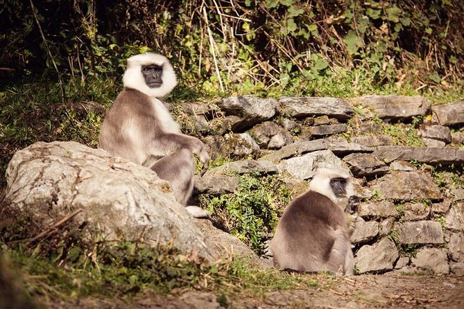 Ghorepani Poonhill Trek 5 Days from Pokhara - Teahouses, meals, porters, and what you carry