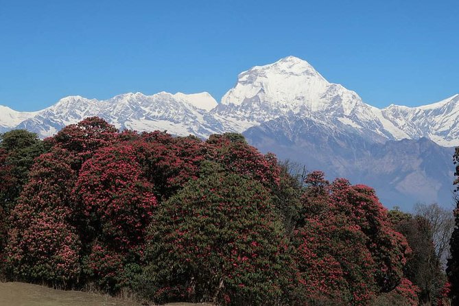 Ghorepani Poonhill Trek -8 Days - Day 6: Forest trails and Ghandruk village