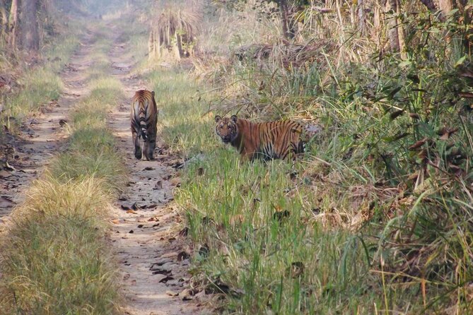Jungle Towernight Stay: 4-Day Tour in Chitwan National Park - Day 2: Sunrise, walking, and a full day inside the park