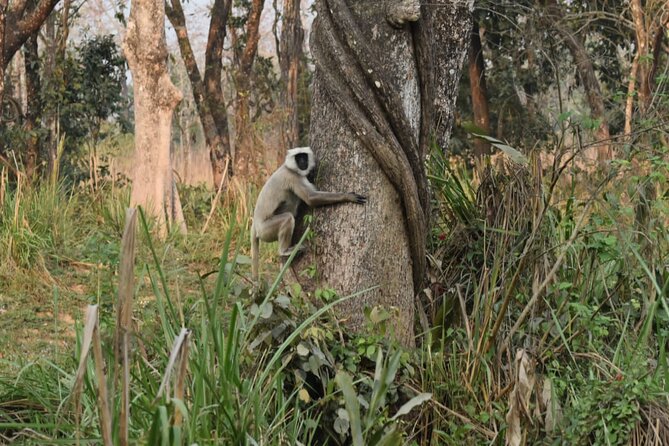 Jungle Towernight Stay: 4-Day Tour in Chitwan National Park - Day 1: Kathmandu to Chitwan, canoeing, and the first jungle night