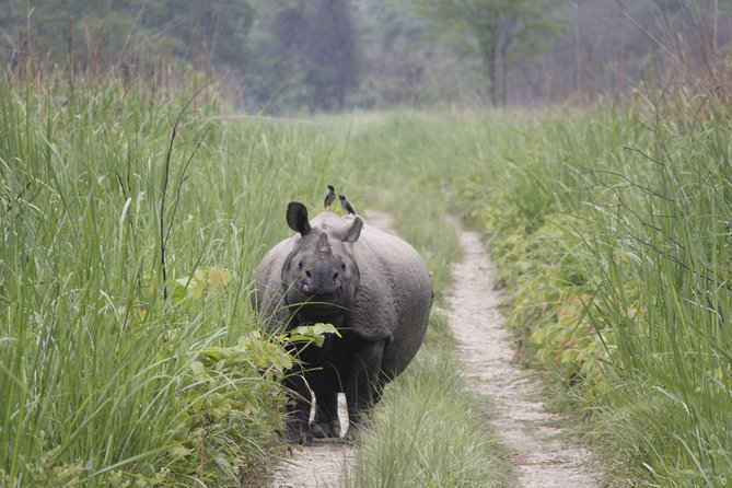 Jungle Towernight Stay In Chitwan National Park ,nepal-2 Nights 3 Days Package - Jeep safari across Chitwan