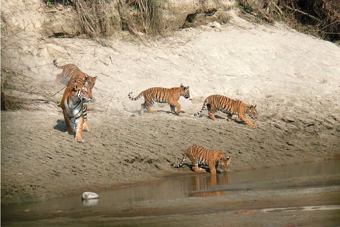 Kathmandu 2 Nights 3 Days Chitwan Jungle Safari Tour - Tharu culture beyond the park