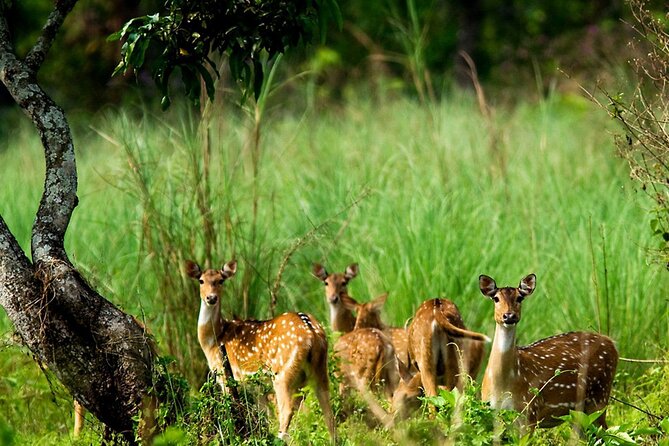 Kathmandu 2 Nights 3 Days Chitwan Jungle Safari Tour - What the $190 price really covers