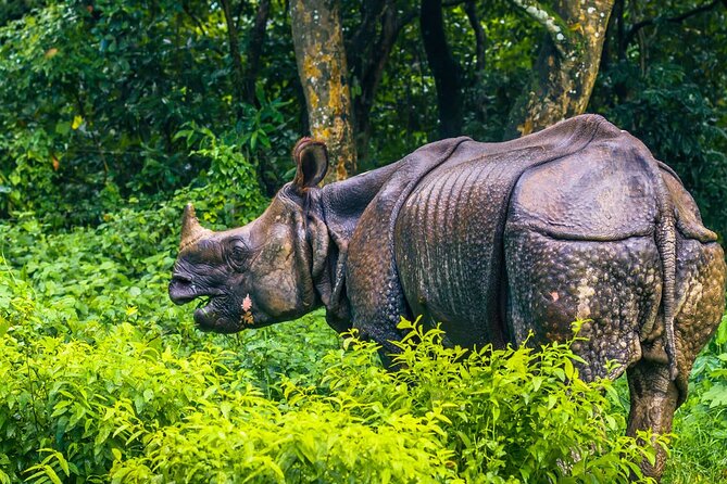 Kathmandu 2 Nights 3 Days Chitwan Jungle Safari Tour - Who will like this trip most
