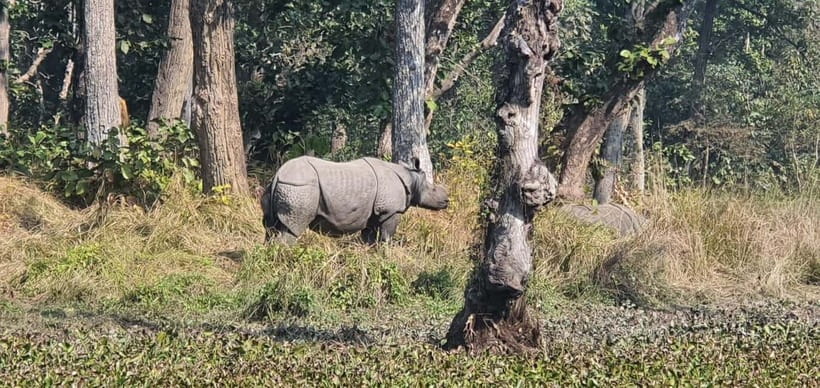 Kathmandu: 3-Day Chitwan Safari Tour with Hotel Transfers - Day two on the Rapti River