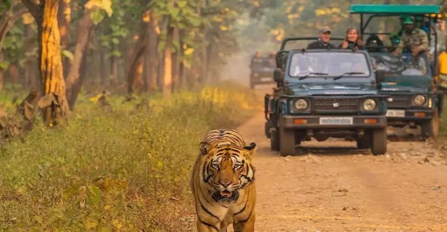 Kathmandu: 4-Day Private Chitwan National Park Safari Tour - Jeep safari: the main wildlife outing