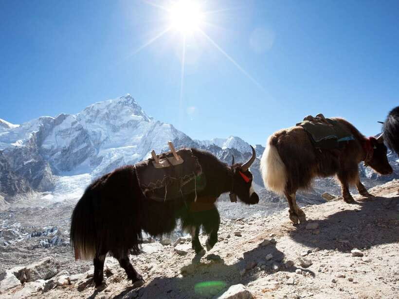 Kathmandu: 6 Days Langtang Valley Trek with Kyanjin Ri - Key points to know before you book