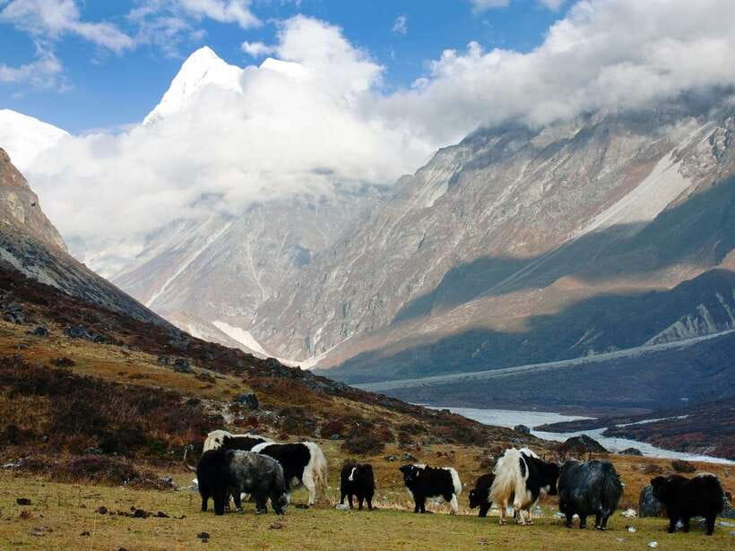 Kathmandu: 6 Days Langtang Valley Trek with Kyanjin Ri - Day 4: Optional Kyanjin Ri, then down to Thangsyap