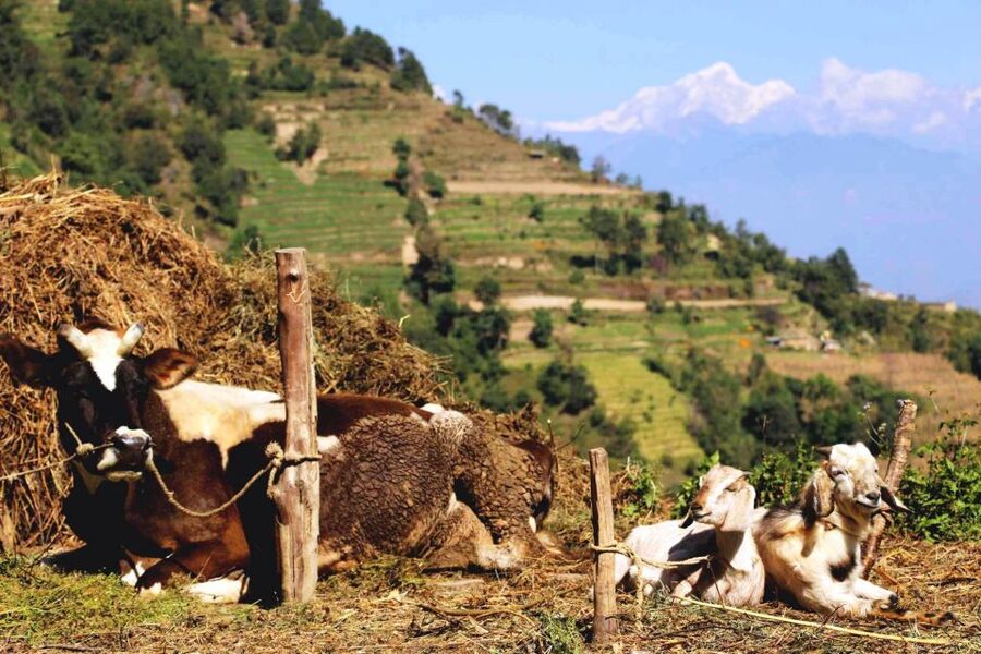 Kathmandu: Chisapani Nagarkot 3-Days 2-Nights Trek - Should you book the Chisapani Nagarkot trek?