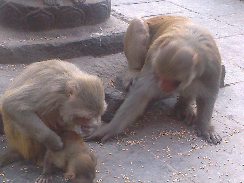 Kathmandu: Monkey Temple and Chandragiri Cable Car Ride Tour - What the guide adds to the day