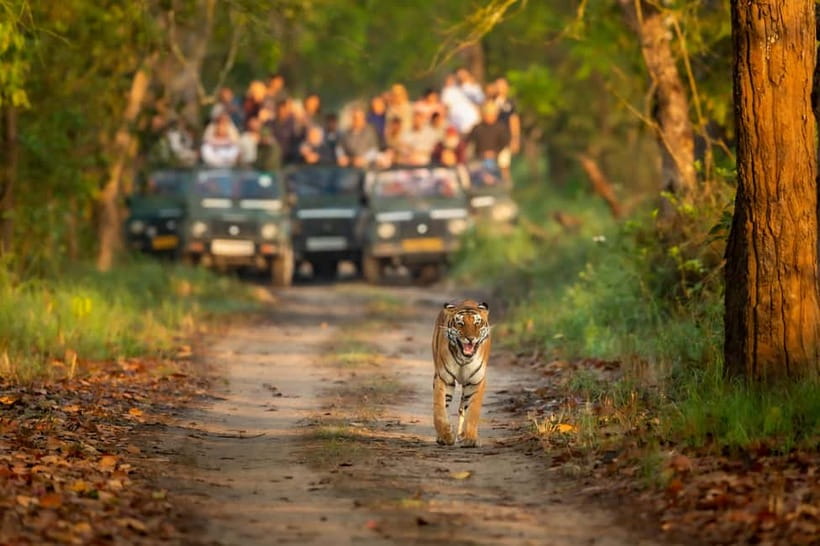 Kathmandu/Pokhara: 3 Day Chitwan Jungle Safari Tour - Key points to know before booking