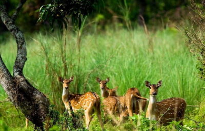 3 Day Chitwan Jungle Safari Tour