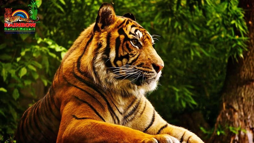 Kathmandu/Pokhara: 3 Day Chitwan Jungle Safari Tour - What $129 really gets you