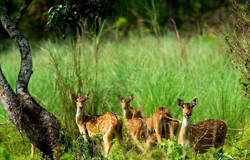 Kathmandu/Pokhara: 3 Day Chitwan Jungle Safari Tour - Day 1: From hotel pickup to Tharu culture