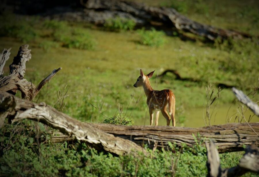 Kathmandu/Pokhara: Wildlife, Culture and Jungle Safari Tour - Who should choose this Chitwan trip?