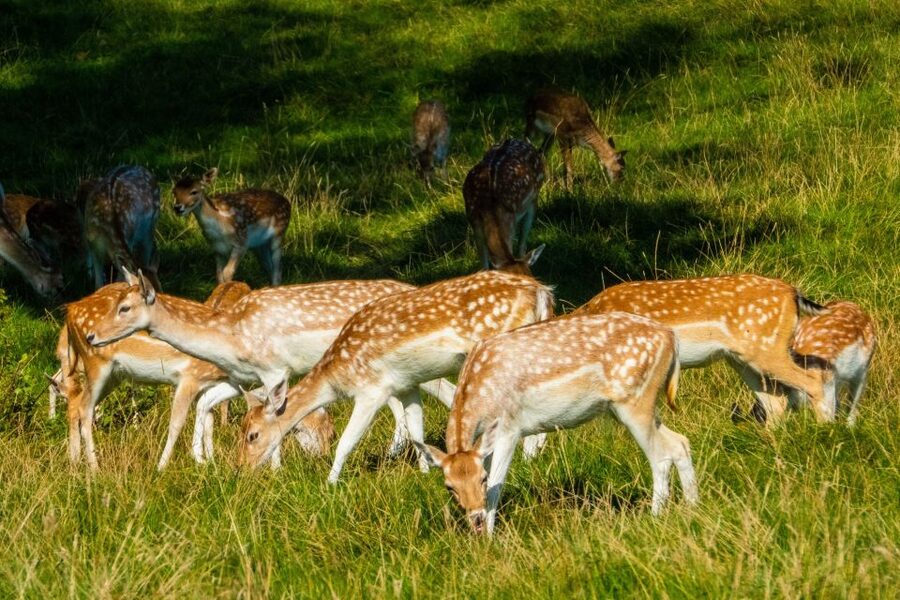 Kathmandu/Pokhara: Wildlife, Culture and Jungle Safari Tour - Jeep safari through Chitwan National Park