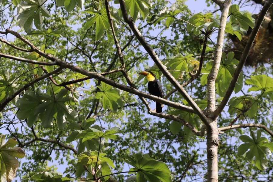 Kathmandu/Pokhara: Wildlife, Culture and Jungle Safari Tour - Jungle walk and bird watching