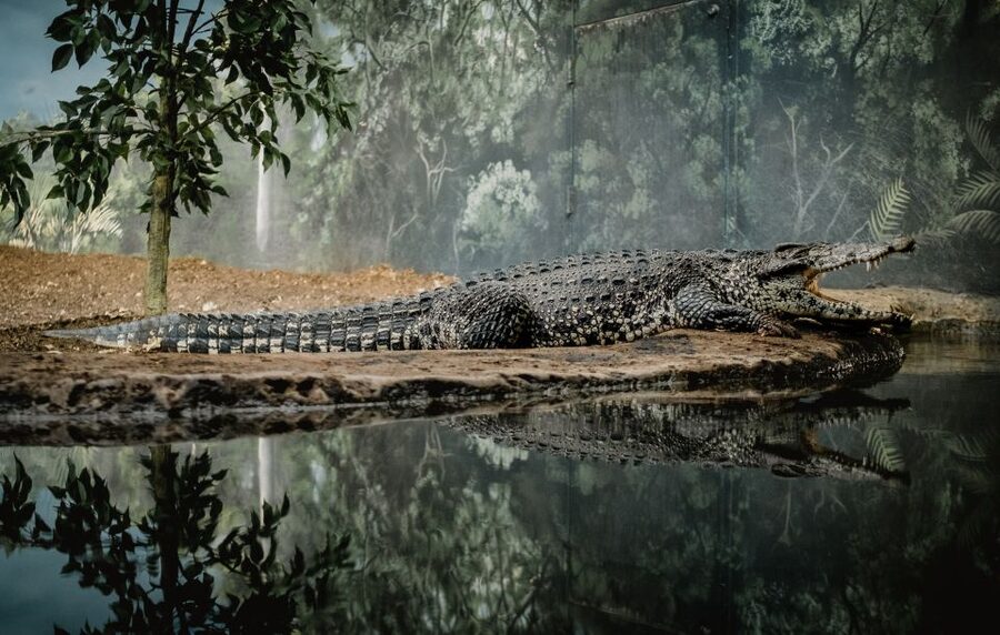 Kathmandu/Pokhara: Wildlife, Culture and Jungle Safari Tour - Accommodation, meals, and guide quality