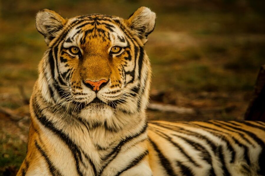 Kathmandu/Pokhara: Wildlife, Culture and Jungle Safari Tour - Is $120 good value?
