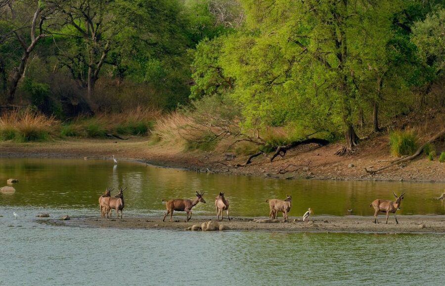 Kathmandu/Pokhara: Wildlife, Culture and Jungle Safari Tour - Evening Tharu culture and dinner