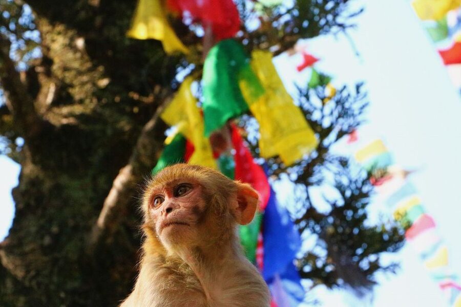 Kathmandu: Private City Guided Tour - Guide quality and the personal touch