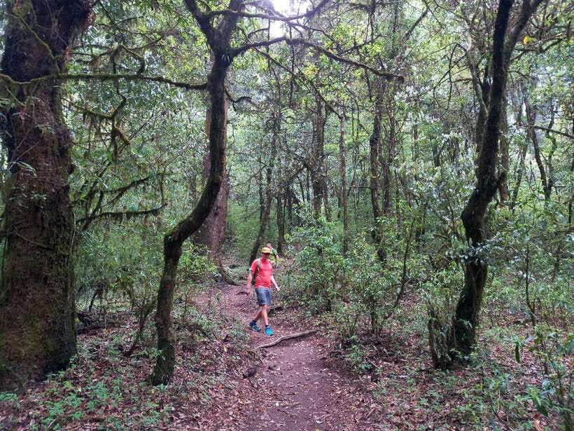 Kathmandu: Shivapuri Day Hike with Lunch - Reaching the 2,732-meter summit