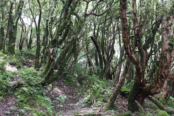 Mardi Himal Base Camp Trek (5 Days) - Day 3: High Camp and the first wide mountain views