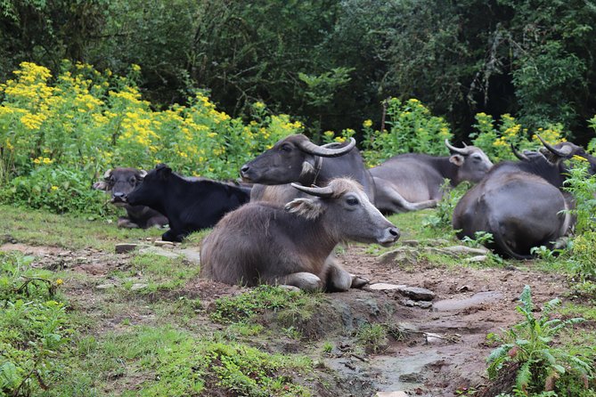 Mardi Himal Base Camp Trek (5 Days) - Day 5: Return through Siding to Pokhara