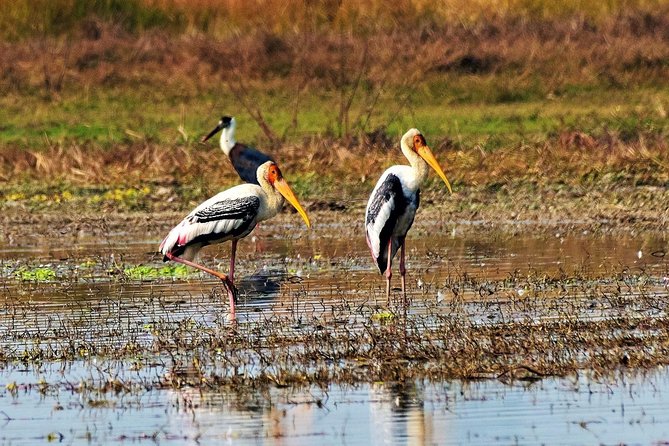 Nepal Birding - The route needs a careful check before you pay