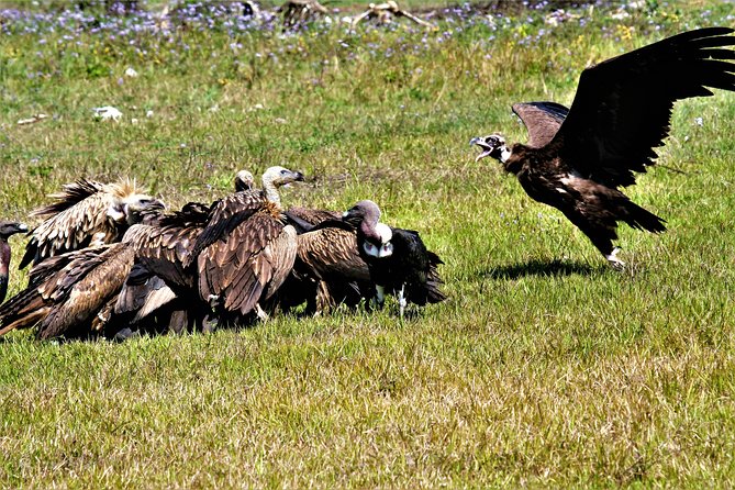 Nepal Birding - Guides and what their names tell you