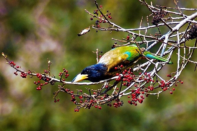 Nepal Birding - Is $225 good value?