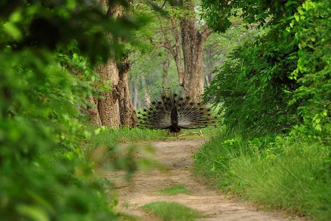 Nepal Classic Tour -12 Days - Chitwan brings the jungle into the plan