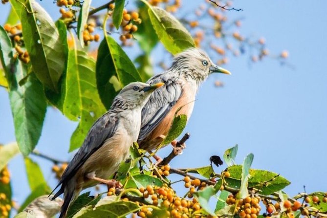 Phulchoki bird-watching tour - Key points about the Phulchoki birding day
